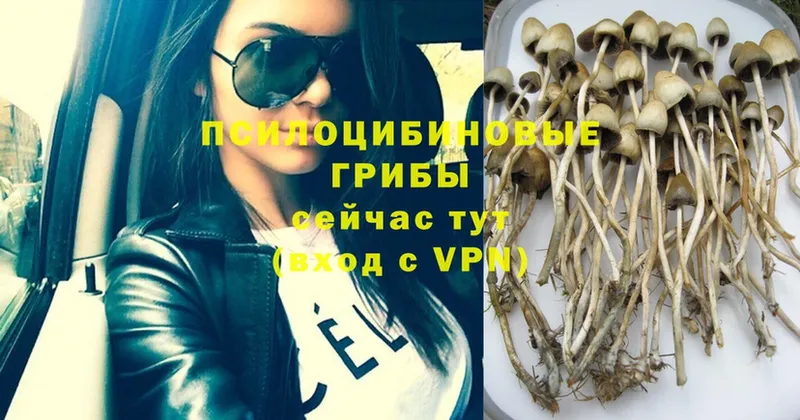 Псилоцибиновые грибы Psilocybe  купить   Балаково 